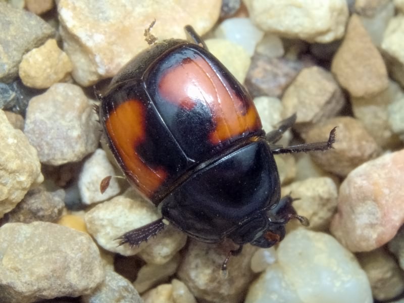 Hister illigeri Duftschmid, 1805